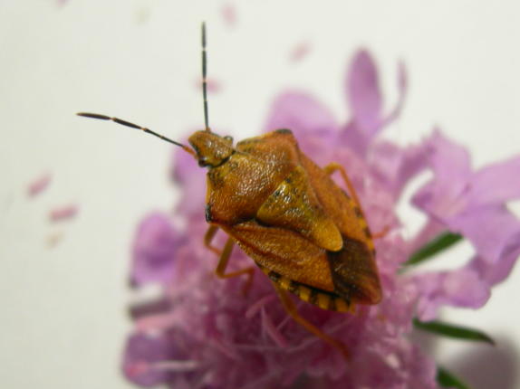 Pentatomidae da determinare